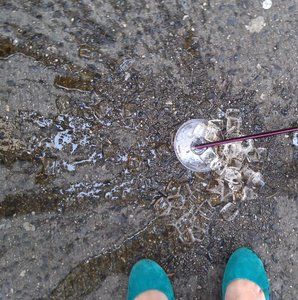 Meet your Posher, Ksenia